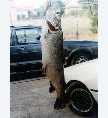 Record photograph for Salmo marmoratus